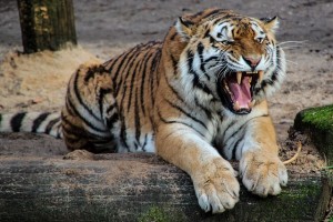 Christian_Persecution_in_Rome_wild_animal