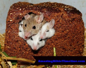 How_did_people_deal_with_mice_in_Biblical_times