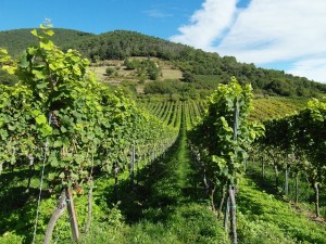 Marcus_Vineyard